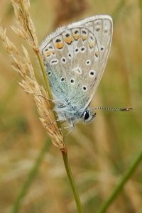 Aan de onderzijde is het icarusblauwtje goed te herkennen (foto: Kars Veling)