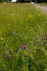 Idylles kunnen ook wegbermen zijn die als bloemenlinten door het landschap gaan (foto: Kars Veling)