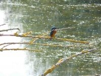 IJsvogel in de Palmerswaard (foto: Han Runhaar)