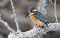 IJsvogel (foto: Mark Zekhuis, Saxifraga)