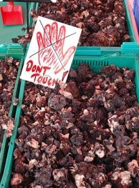 Voorjaarskluifjeszwam op de markt in Finland (foto: Ilmari Karonen)