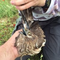 Rowan, 8KJ (foto: Werkgroep Grauwe Kiekendief)