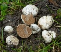 Een nog onbekende zijdetruffel (foto: Menno Boomsluiter)