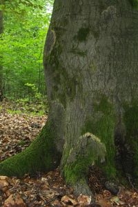 Door Schubbige bundelzwam aangetaste boom  Foto: Menno Boomsluiter