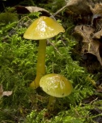 Papegaaizwammetje in een Nederlands bos (foto: Menno Boomsluiter)