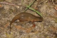 Kleine watersalamander met hydrops (foto: Annemarie van Diepenbeek)