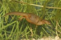 Kleine watersalamander met hydrops (foto: Annemarie van Diepenbeek)