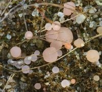 Roze grondschijfje (foto: Menno Boomsluiter)   