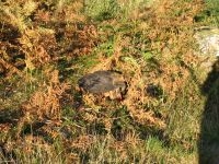 Boomschijf als overwinteringsplek voor levendbarende hagedis (foto: Mai Arets)