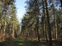 Toen het naaldbos er nog op stond, waren de terreinen volledig ongeschikt voor de vlinder (foto: Ilf Jacobs)