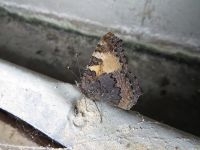 Op beschutte plekken brengt de Kleine vos de winter door, dat kan ook uw zolder zijn (foto: Ruben Meert)