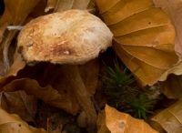 Verdroogde paddenstoel (foto: Menno Boomsluiter)