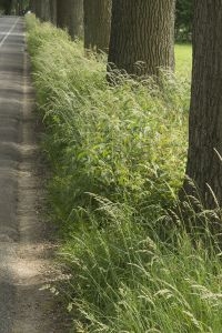 Verruigde wegberm (foto: Menno Boomsluiter)