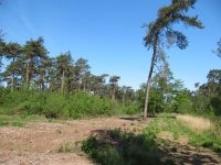 Twee jaar na de inrichtingswerken werd al eiafzet van de Bruine eikenpage vastgesteld in deze zone (foto: Ilf Jacobs)