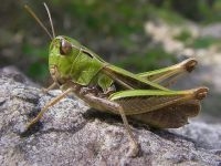 Het Zoemertje lijkt oppervlakkig op andere veldsprinkhanen (foto: Tim Adriaens)