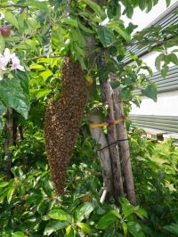 Zwermende bijen (foto: Bram Cornelissen)