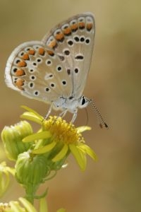 Icarusblauwtje op Jacobskruiskruid (foto: Agapito Montoya)