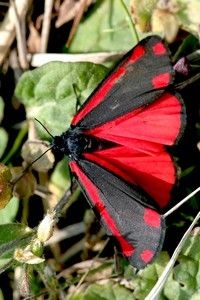 De zeer opvallende sint-jacobsvlinder is een nachtvlinder en staat dus niet in alle vlinderboeken