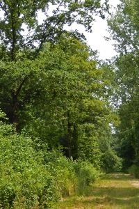 Een bospad in jagersveld waar veel meer licht en veel meer vlinders zijn (foto: Kars Veling)