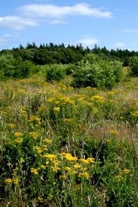 Veel bermen en natuurgebieden kleuren prachtig geel van het jakobskruiskruid (foto: Kars Veling)