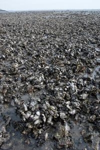 De Japanse oester is een invasieve exoot die op veel plaatsen in de Zeeuwse Delta de bodem volledig bedekt