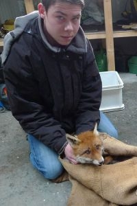 Joep, een van de onderzoekers van het project met Joep, de eerste gezenderde vos (foto: Harvey van Diek)