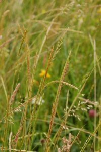 Gaudinia fragilis op de Kop van de Oude Wiel (foto: Joep Spronk)