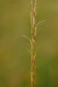 Gaudinia fragilis, detail van aar (foto: Joep Spronk)