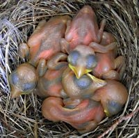 Jonge Grauwe klauwieren in nest (foto: Marten Geertsma)