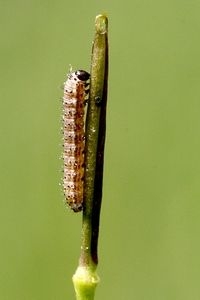 Rupsen van het oranjetipje eten van het zaad van de waardplant, een kruisbloemige, hier pinksterbloem (foto: Kars Veling)