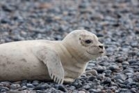 Jonge zeehond (foto: Richard Witte van den Bosch)