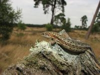 Levendbarende hagedis zoekt het hogerop om op te warmen in de zon (foto: Richard Struijk)