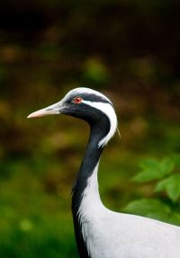 Jufferkraanvogel (foto: John Puddephatt)