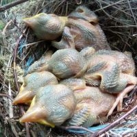 Jonge Grauwe klauwieren in nest (foto: Marten Geertsma)