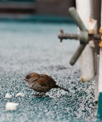 Kaapverdische mus, mannetje, op het dek (foto: Han Zevenhuizen)