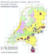 De verspreiding van Zwartblauwe rapunzel in 5x5 kilometerhokken (kaartje: Verspreidingsatlas.nl)