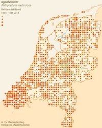 Agaatvlinder komt verspreid door het hele land algemeen voor (bron: vlindernet.nl)