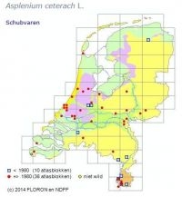Verspreiding van Schubvaren in Nederland (foto: FLORON, NDFF)