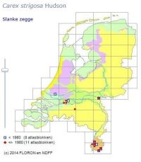 De verspreiding van Slanke zegge binnen Nederland (foto: NDFF en FLORON)