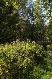 Kapvlakten zijn soms zeer bloemrijk, hier koninginnenkruid (foto: Kars Veling)