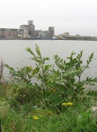 Spontane opslag van Kaukasische vleugelnoot langs de Rotterdamse Rijnhaven (foto: Remko Andeweg)