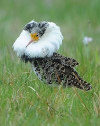 Kemphaan (foto: Natuurmonumenten)