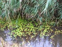 Kikkerbeet (Hydrocharis morsus-ranae) gedurende de zomer hele matten gevormd in sloten en plassen (foto: Gertie Papenburg)