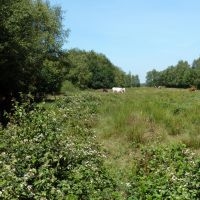 Klauwierenlandschap in Drenthe (foto: Marten Geertsma)