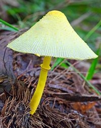 Goudgele plooiparasol (foto: Marc Smiley)