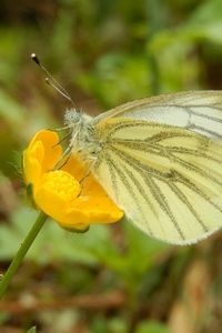 In het voorjaar werd het klein geaderd witje het meest geteld (foto: Kars Veling)