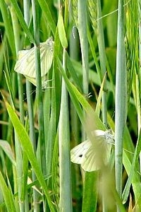 Een deel van de witjes ging in paring (foto: Marijke Huysse)