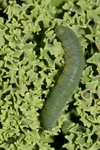 De rups op de boerenkool (foto: Kars Veling)