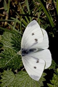 Dit klein koolwitje vangt de zonnestralen met de vleugels en weerkaatst deze naar het donkere, iets omhoog gestoken lijfje waarin de spieren zitten (foto: Kars Veling)