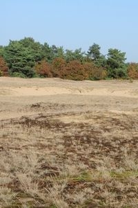 Leefgebied van heivlinder en kleine heivlinder, Kootwijkerzand (foto: Albert Vliegenthart)